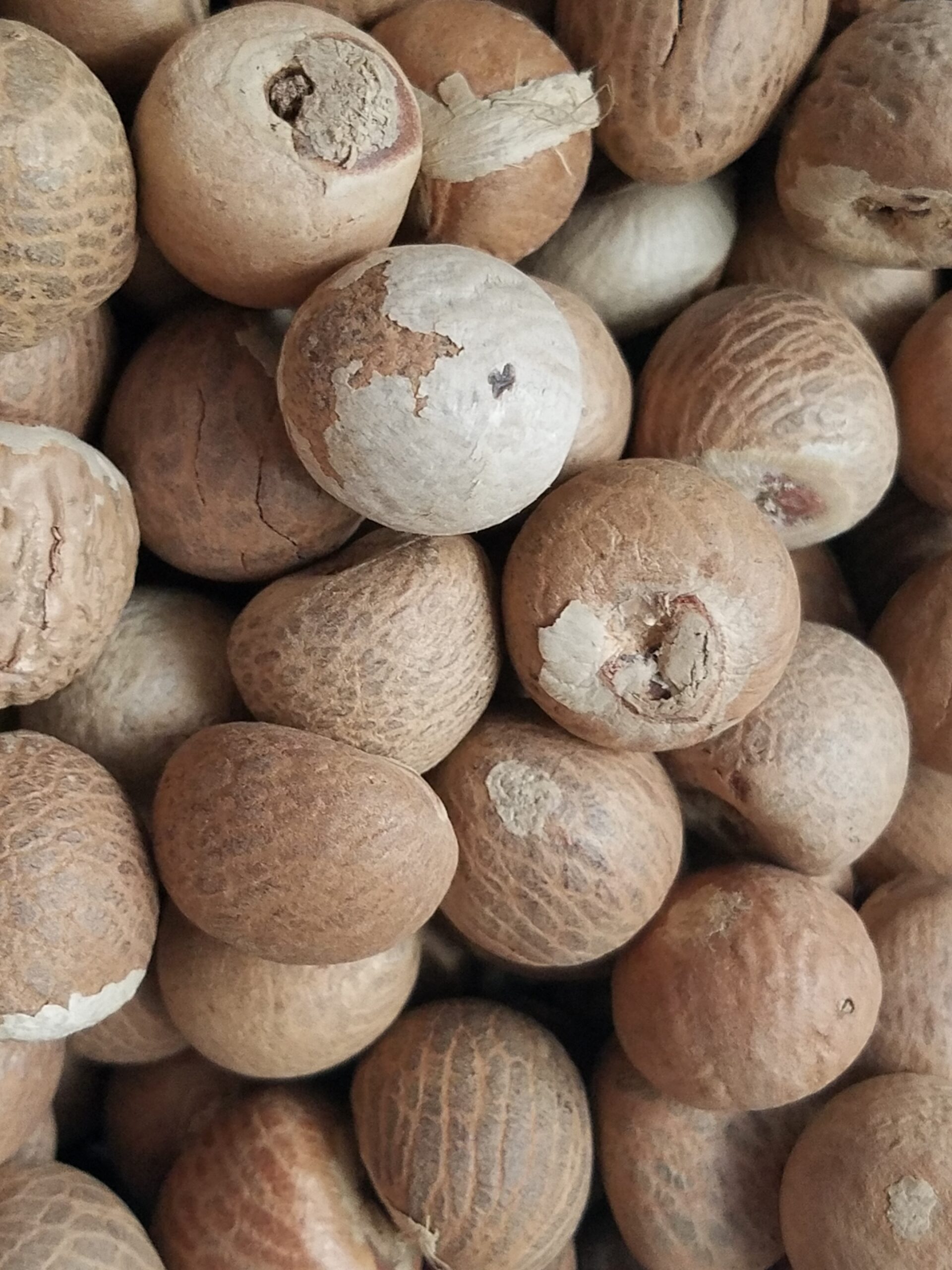 Betelnut (Pinang)